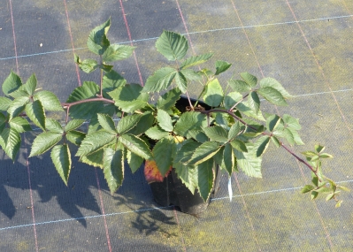 Rubus fruticosus 'Little Black Prince ®'